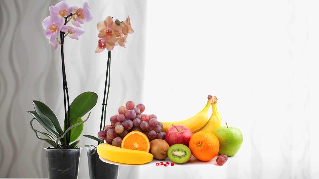 A PODEROSA RAZÃO pela qual você NUNCA deve deixar orquídeas ao lado de frutas