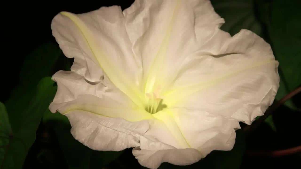 ESTA FLOR ATRAI AMOR – dinheiro e felicidade para sua casa