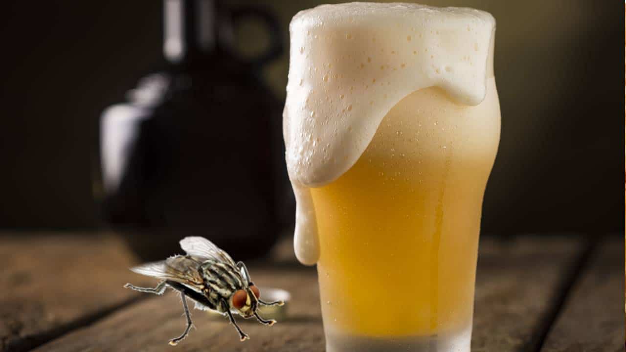 Conheça um MÉTODO SUPREENDENTE com cerveja para manter as moscas afastadas