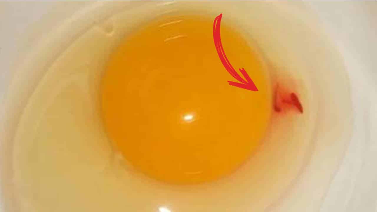 POR QUE você NÃO deve comer um ovo que tem essa pinta vermelha na clara?