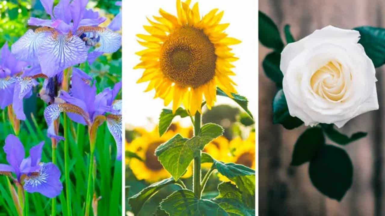 Uma flor pode dizer MUITO sobre você: Este teste rápido revelará UM SEGREDO sobre você!