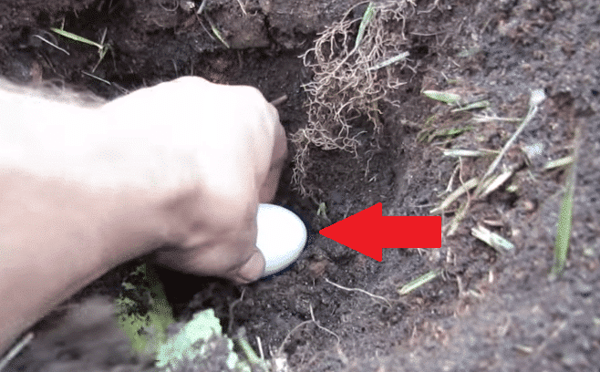 POR QUE você deve usar ovos como fertilizante natural?