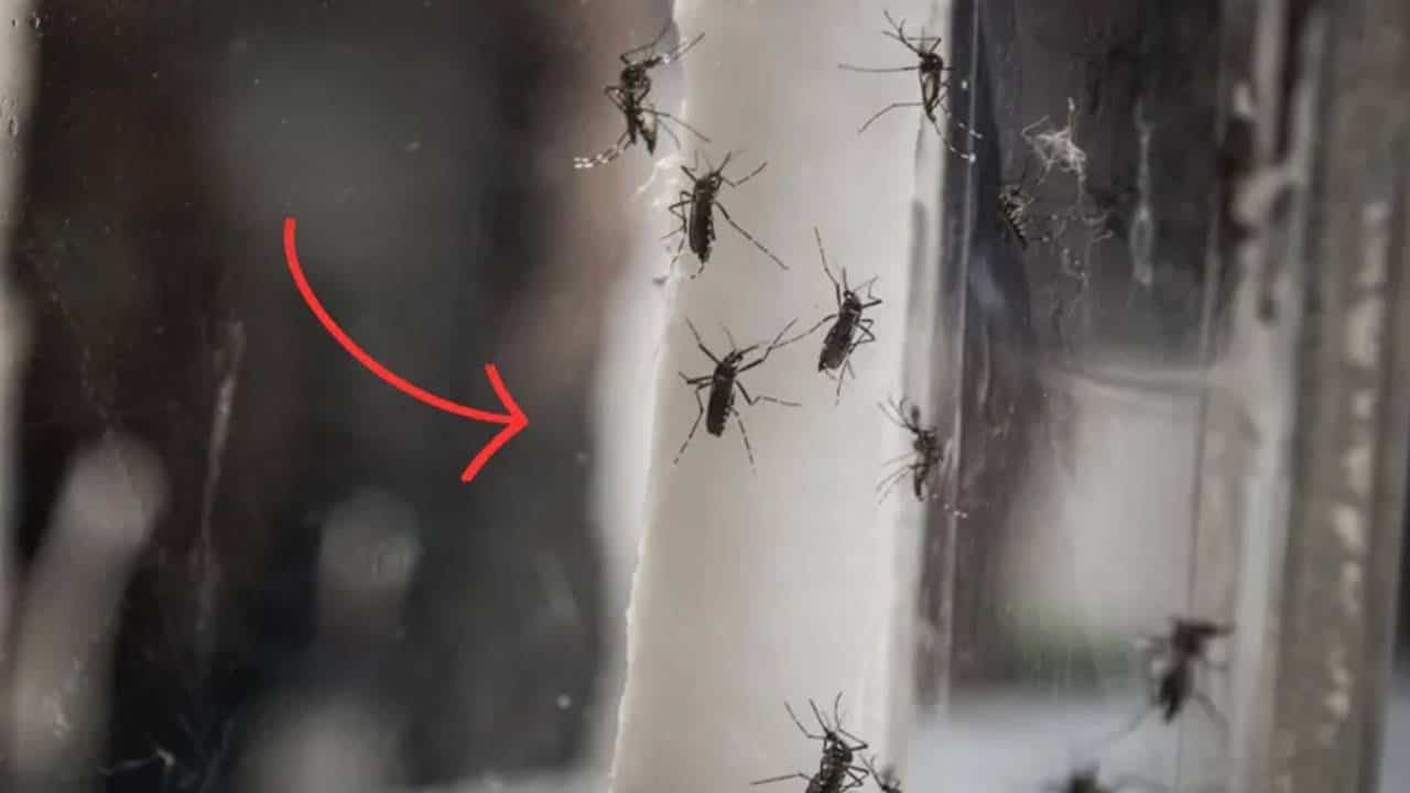 Vinagre de maçã: é assim que você pode usá-lo para repelir mosquitos