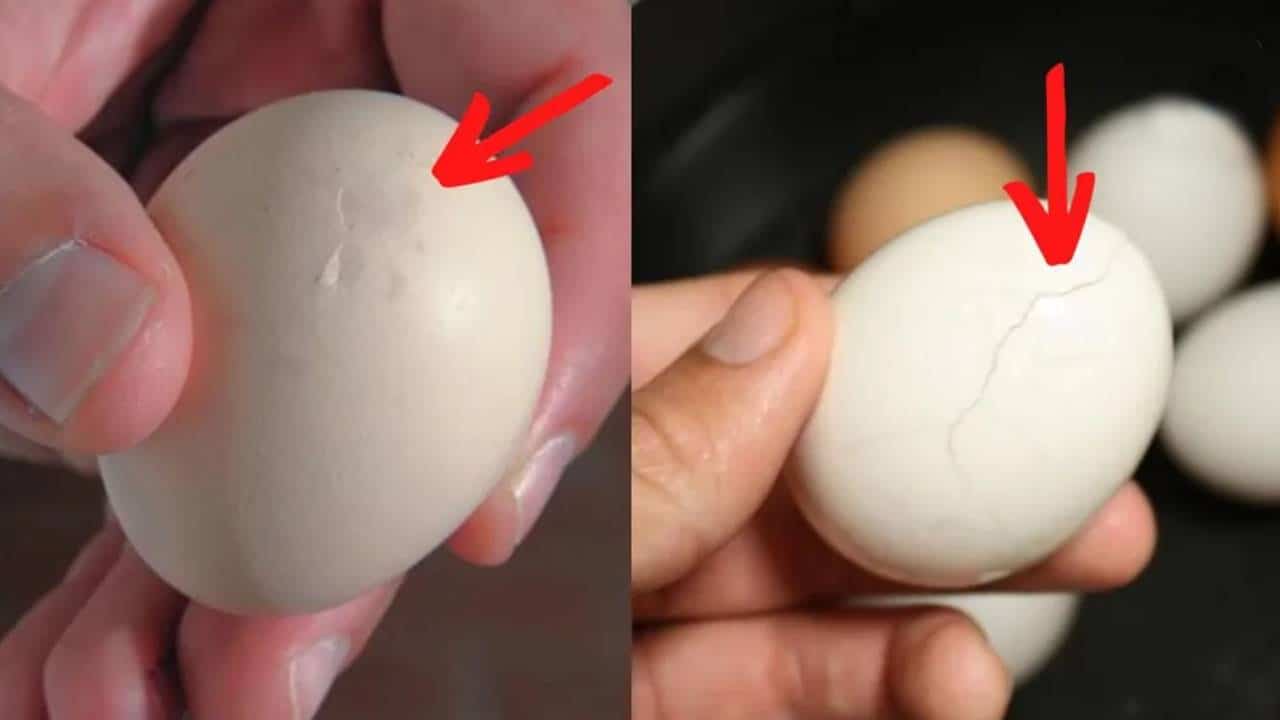 É SEGURO comer ovos com casca rachada? É ISSO que você precisa saber