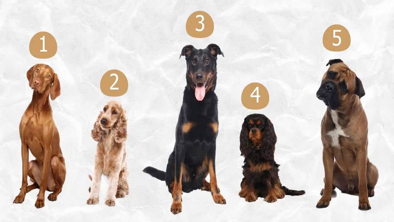 TESTE REVELADOR: Escolha um cão e revele coisas impactantes sobre você