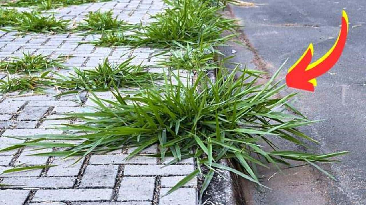 CHEGA de ervas daninhas no jardim com este remédio natural e de efeito imediato