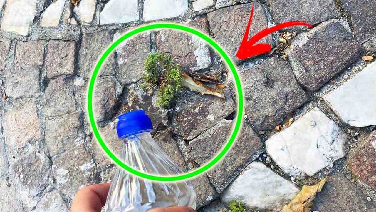 Você pode remover ervas daninhas apenas com vinagre? A opinião do meu jardineiro!