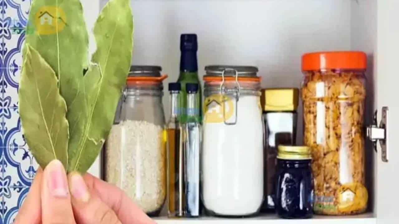 POR QUE você deve colocar folhas de louro dentro da vasilha da farinha, arroz e cereais?