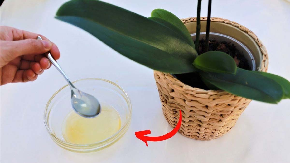 Mistura caseira para fazer suas plantas crescerem rápidas e lindas!