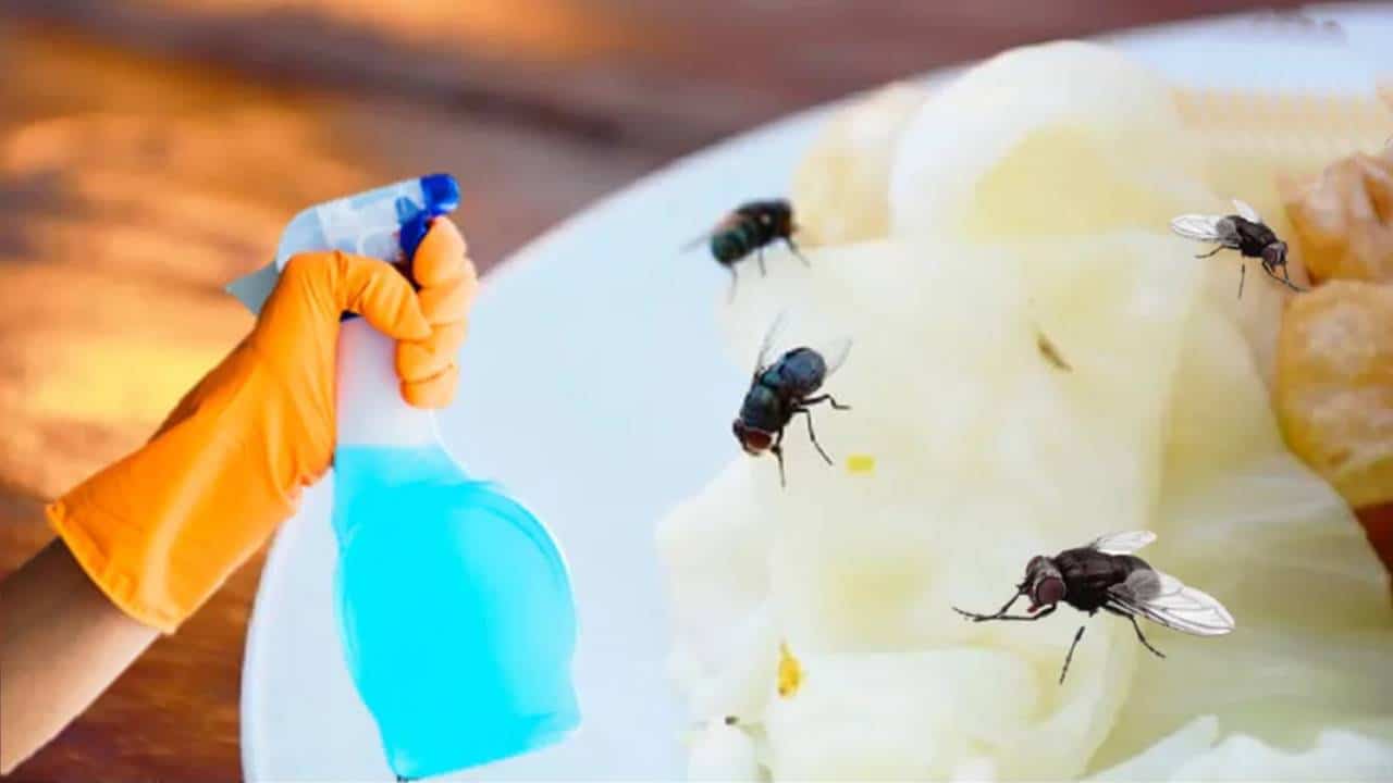 As moscas VÃO ODIAR essa mistura “milagrosa”: NÃO vai ficar uma mosca na sua casa!