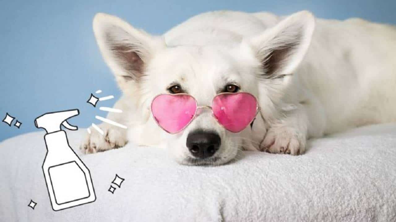 Faça um perfume caseiro INCRÍVEL para o seu cachorro: passo a passo fácil de fazer!