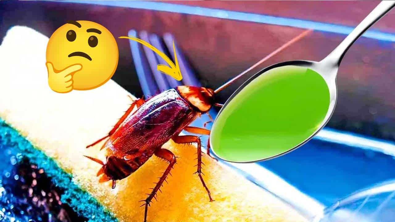 12 cheiros que NÃO falham: as BARATAS vão correr da sua casa – elas odeiam!