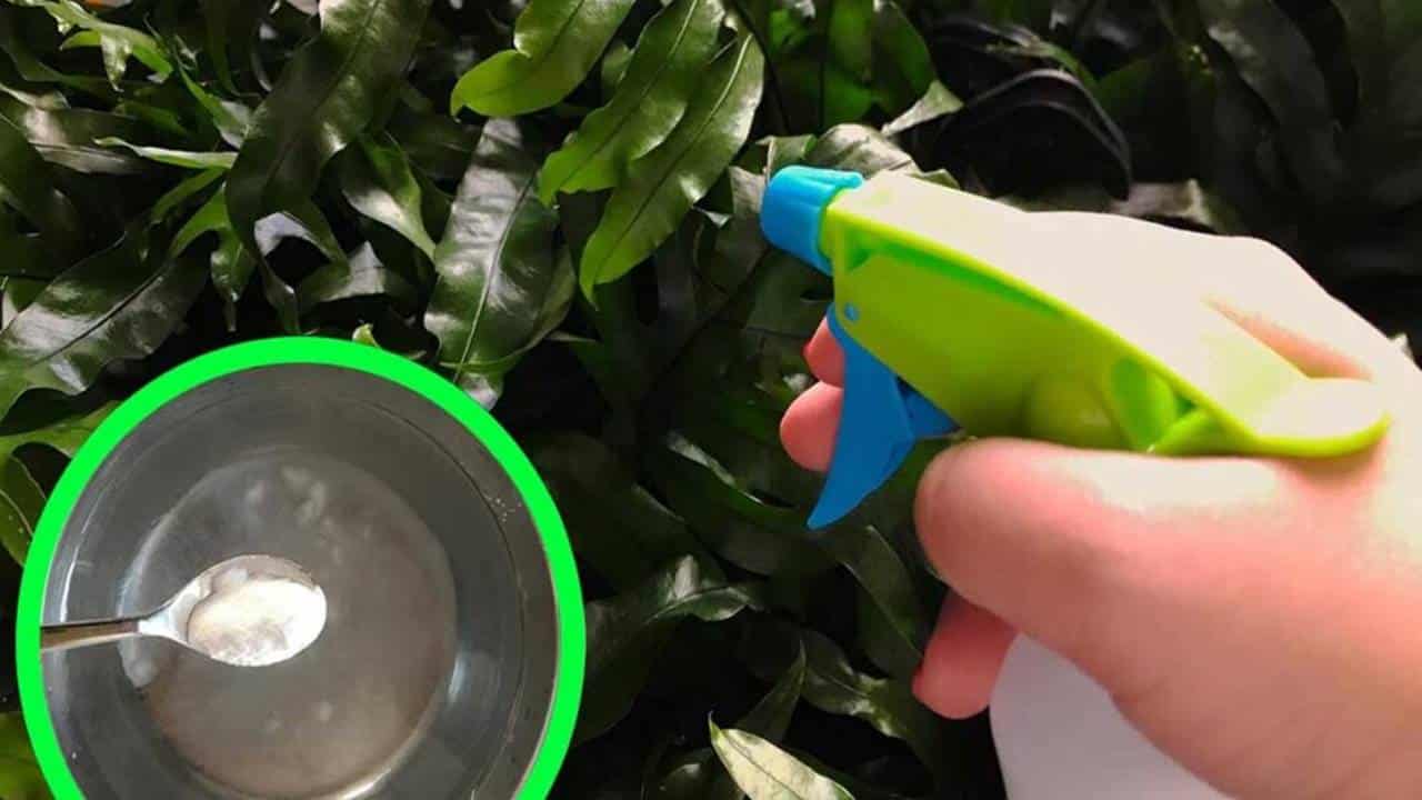 Mil utilizações do bicarbonato no jardim