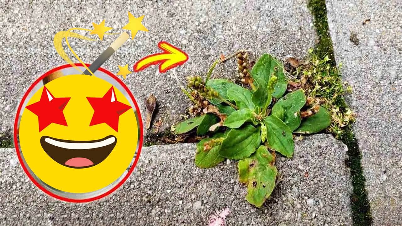 Mistura caseira com 6 Ingredientes para eliminar Ervas Daninhas