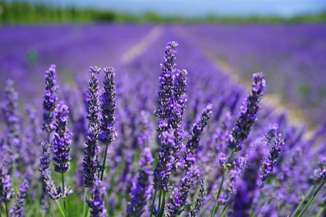 Faça seu próprio repelente de mosquitos com óleo de lavanda e coco