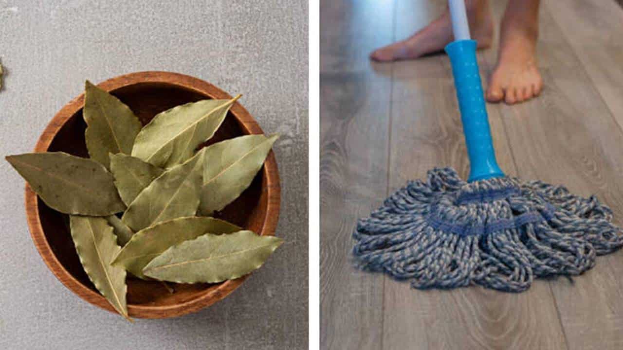 Por que você deve limpar a casa com alecrim e folhas de louro 1 vez por mês