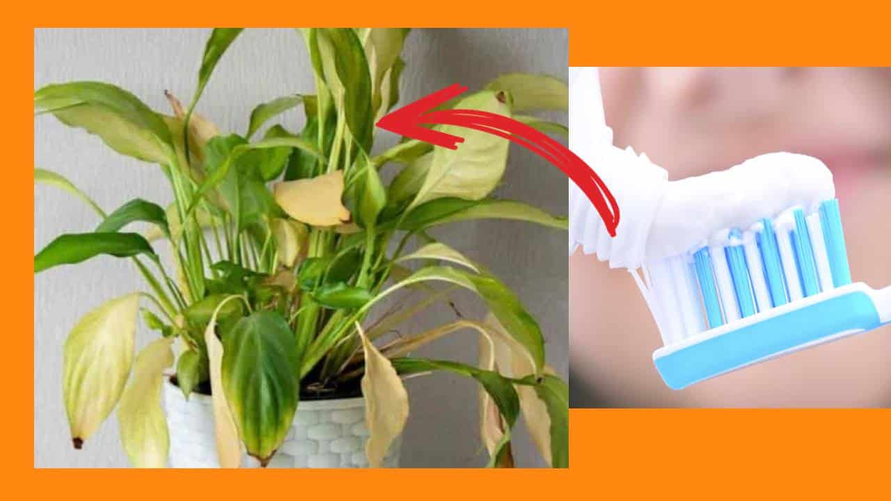 TRUQUE FÁCIL com pasta de dente para evitar que folhas amarelas apareçam em suas plantas