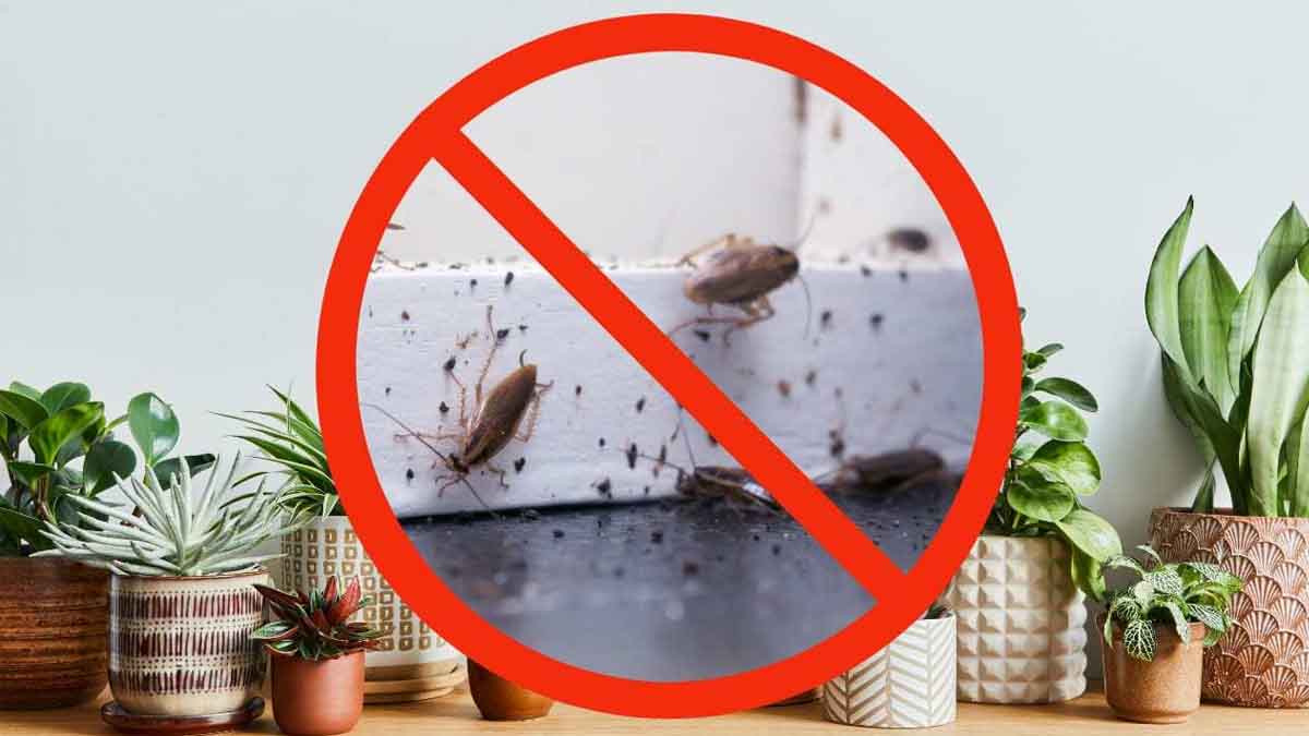 Como identificar ovos de barata e onde encontrá-los em casa?