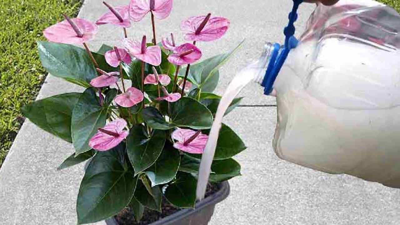 Água MÁGICA para fortalecer suas plantas em POUCAS HORAS e fazer elas crescerem rápido e lindas!