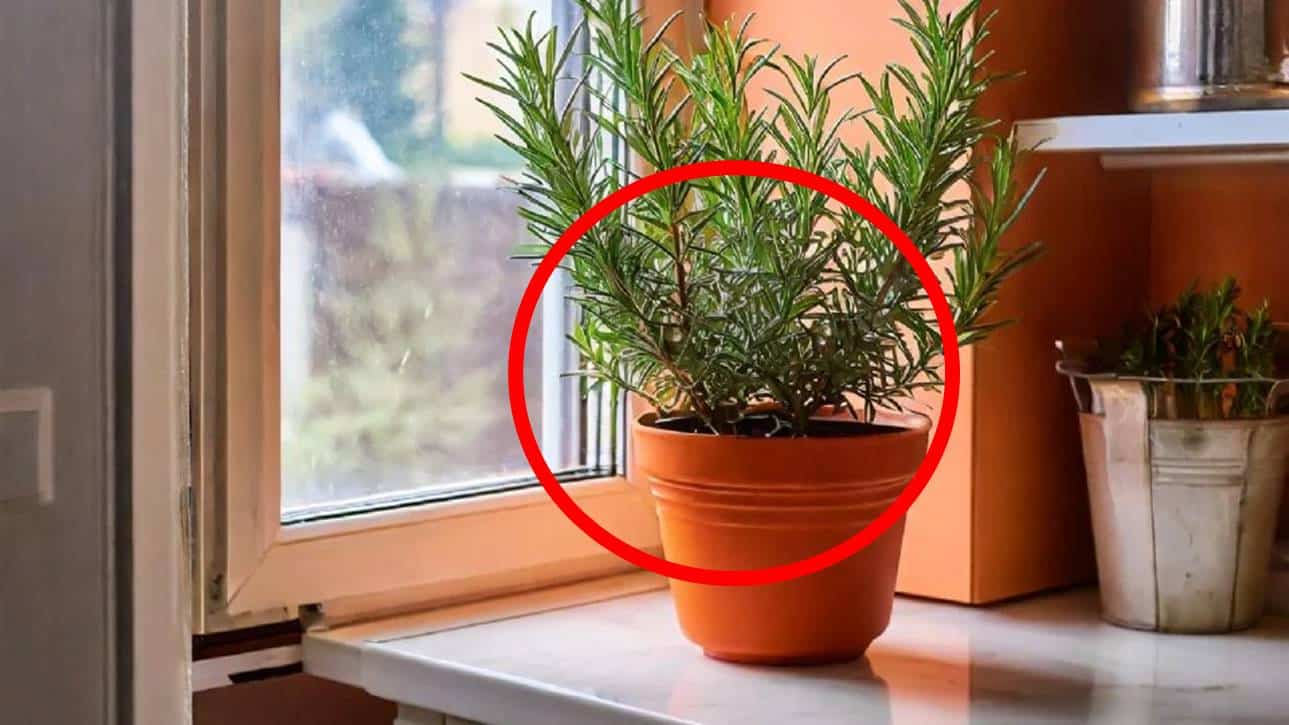 Este é o lugar onde você deve colocar seu ALECRIM para atrair DINHEIRO