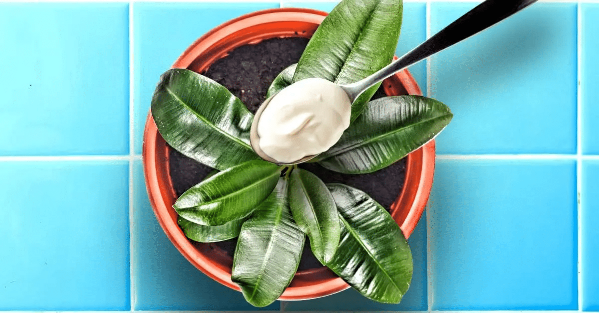 Por que você deve aplicar 1 colher de maionese nas plantas a cada 2 meses?