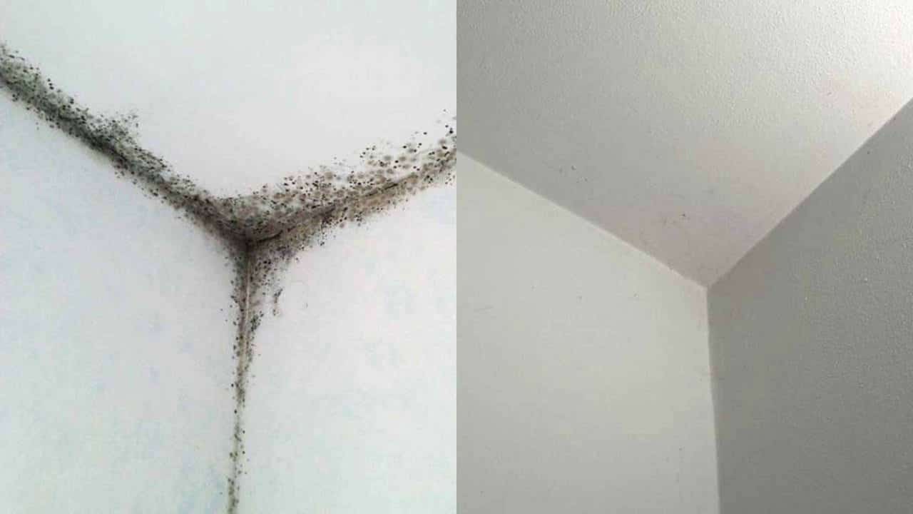 remédio para remover mofo do banheiro
