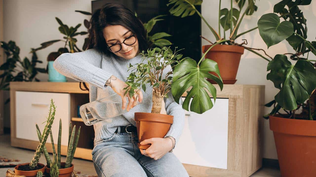 Dica de jardineiro: Como reviver uma planta afogada na água?