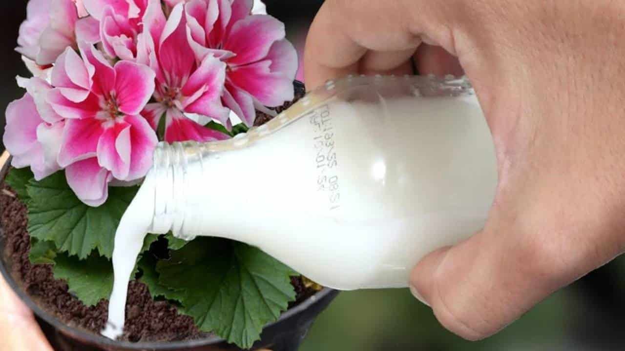 Use esta água mágica para sua planta florescer 10 vezes mais rápido