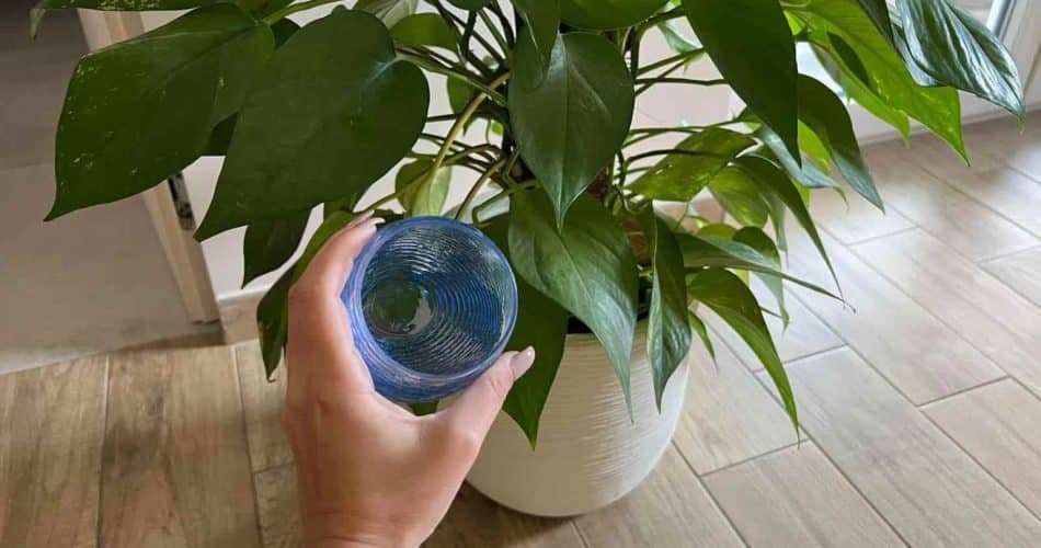 Por que você deve colocar 1 colher de água oxigenada nas plantas uma vez por mês?