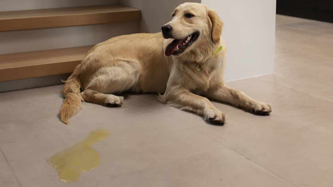 Repelente para evitar xixi de cachorro em casa