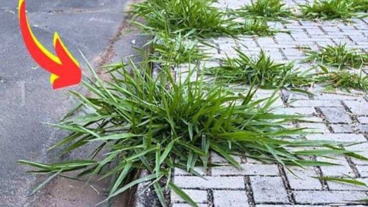 Como se livrar do MATO da calçada? Faça esse herbicida radical e resolva o problema!