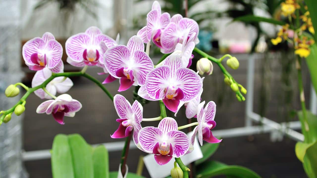 Os 4 ingredientes para que suas orquídeas floresçam o ano todo!