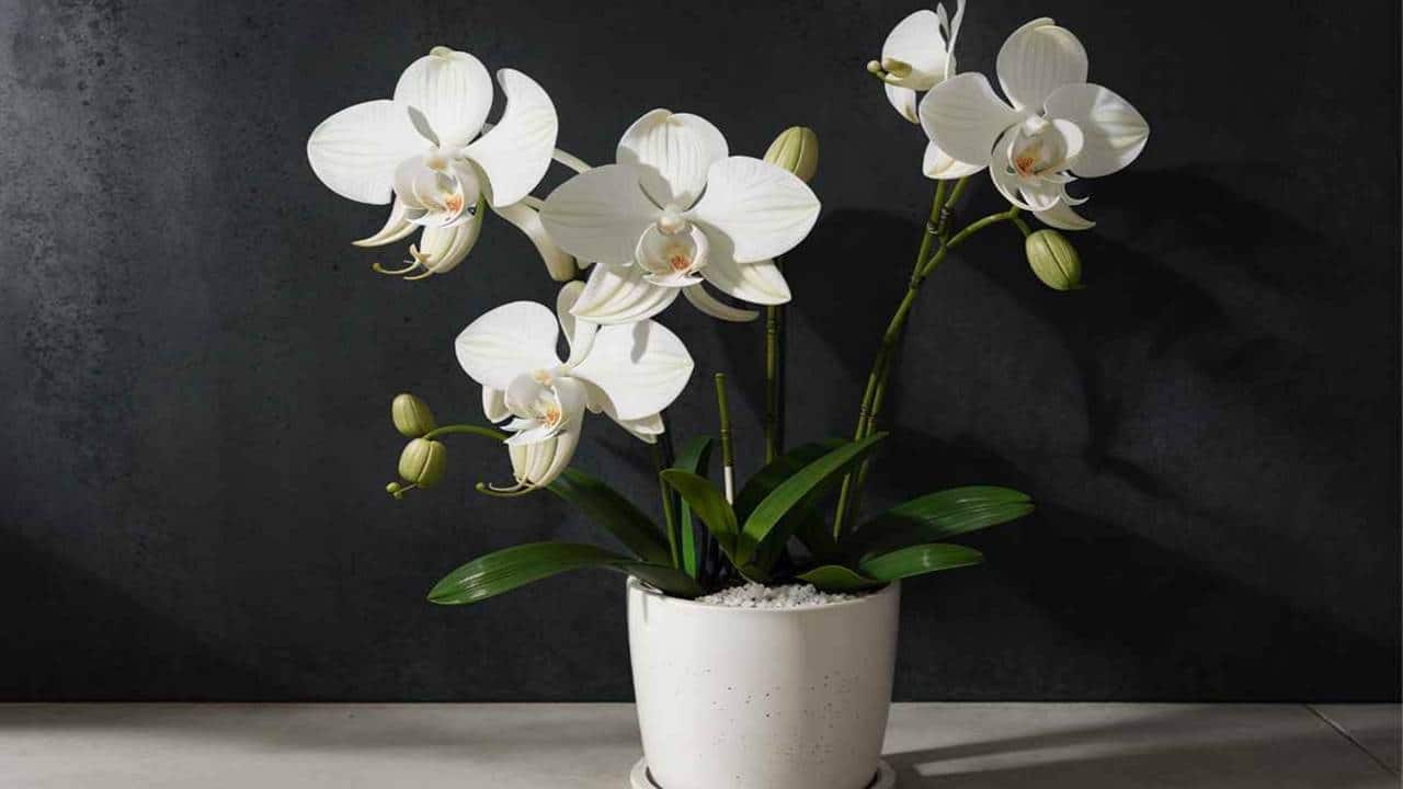 Arroz é um milagre para as orquídeas: Segredo natural para as plantas!