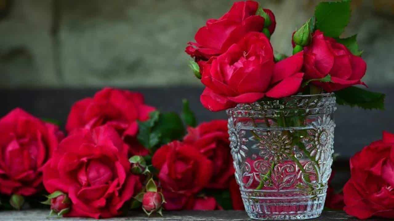 INCRÍVEL: Plante uma rosa em um tomate e espere alguns minutos!