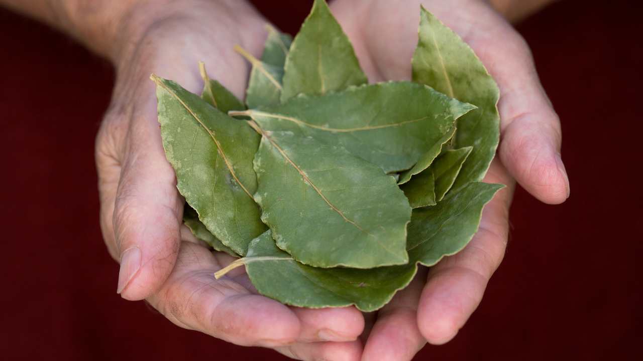 Use folha de louro para conseguir o emprego dos seus sonhos!