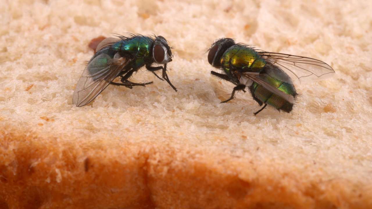 Com estes ingredientes você vai dizer adeus às moscas PARA SEMPRE!