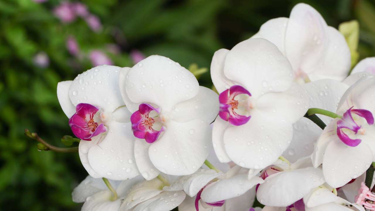 Fertilizante caseiro POTENTE para fazer florescer orquídeas com 1 ingrediente!