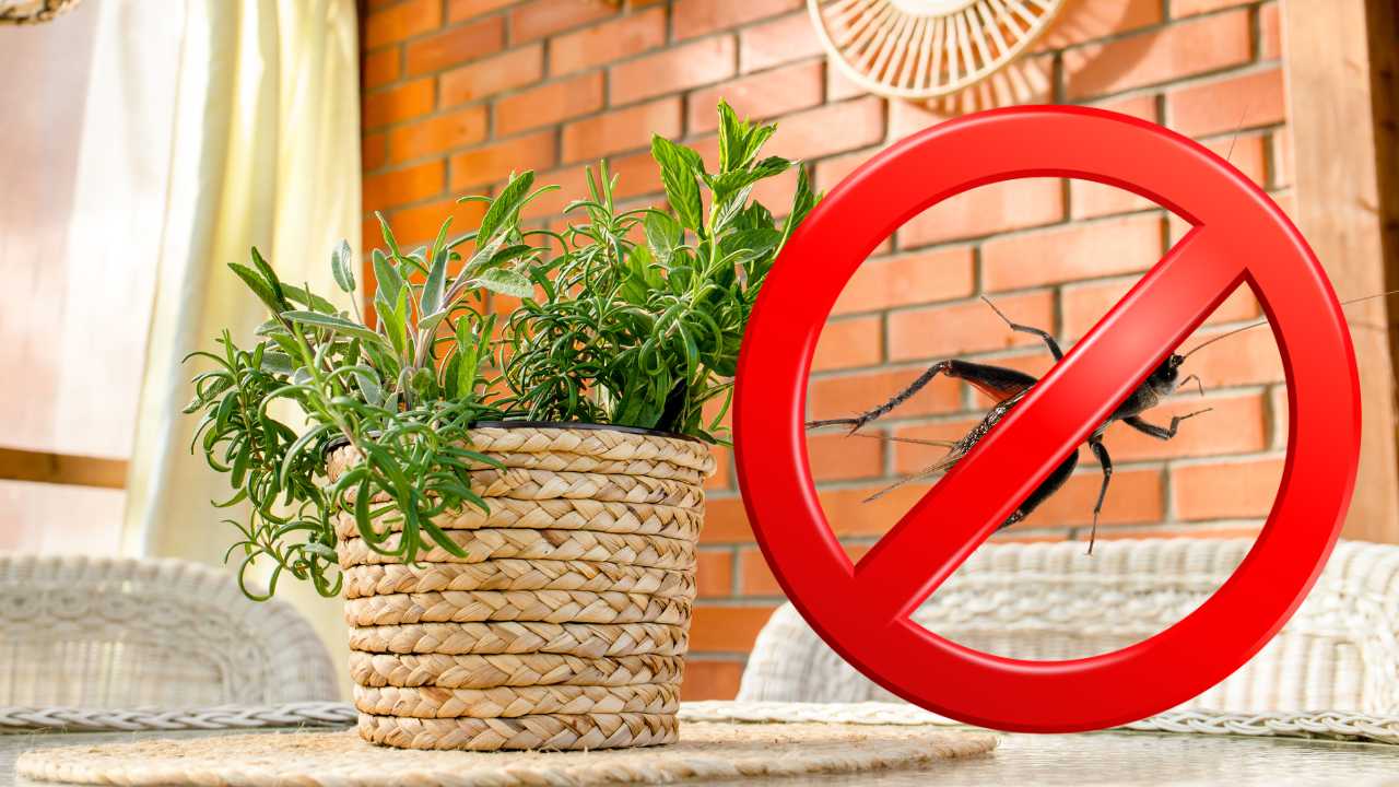 Adeus PRAGAS: 3 misturas poderosas para espantar os insetos da sua cozinha