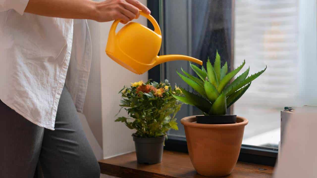 Não coloque essas 2 plantas na sua casa: elas atraem POBREZA e infelicidade