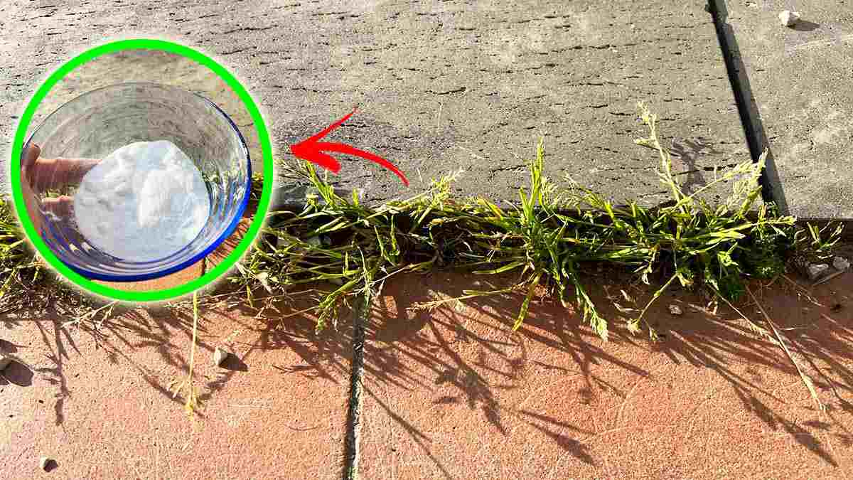 6 poderosos herbicida natural: elimina todas as ervas daninhas da sua calçada