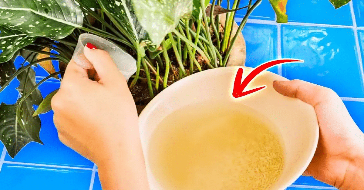 Como fazer um fertilizante natural de arroz para suas plantas ficarem lindas dentro de casa