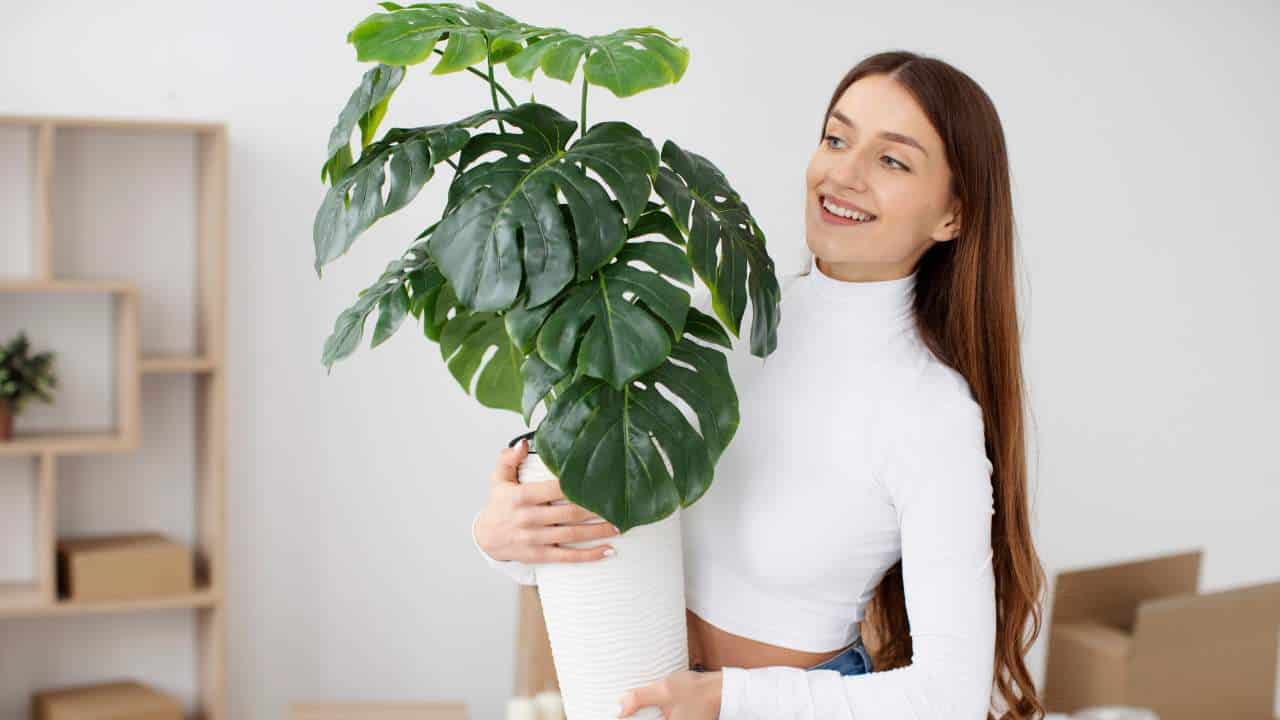 5 plantas de interior que absorvem o calor e resfriam a casa