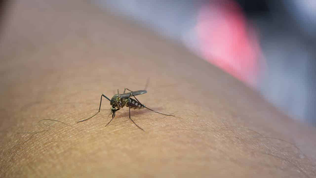 Por que os mosquitos continuam a aparecer e como se livrar deles?
