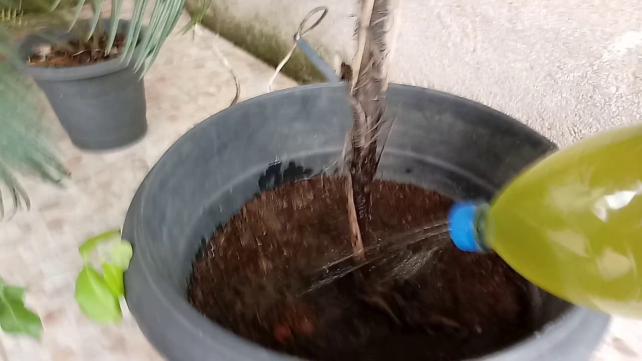 Usei este líquido em minhas plantas e fiquei surpreso com o que acontece em poucos dias