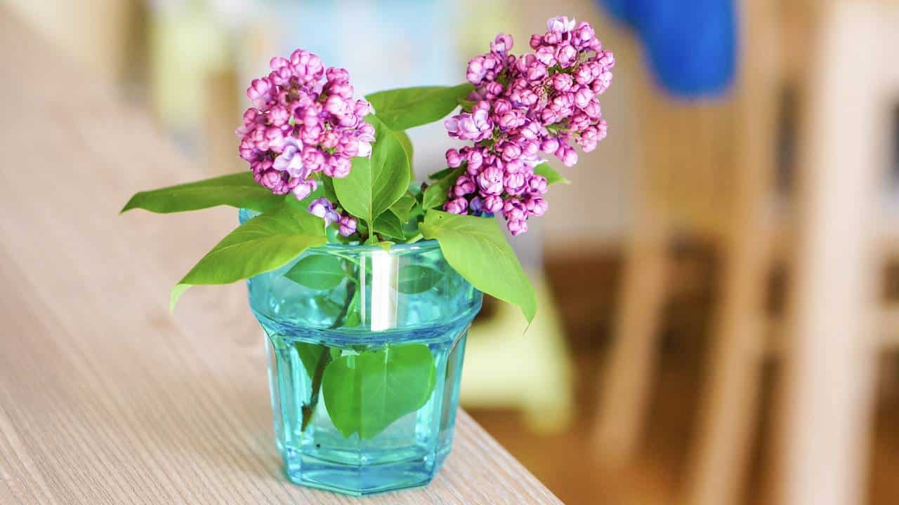 4 plantas de interior perfeitas para decorar casas pequenas