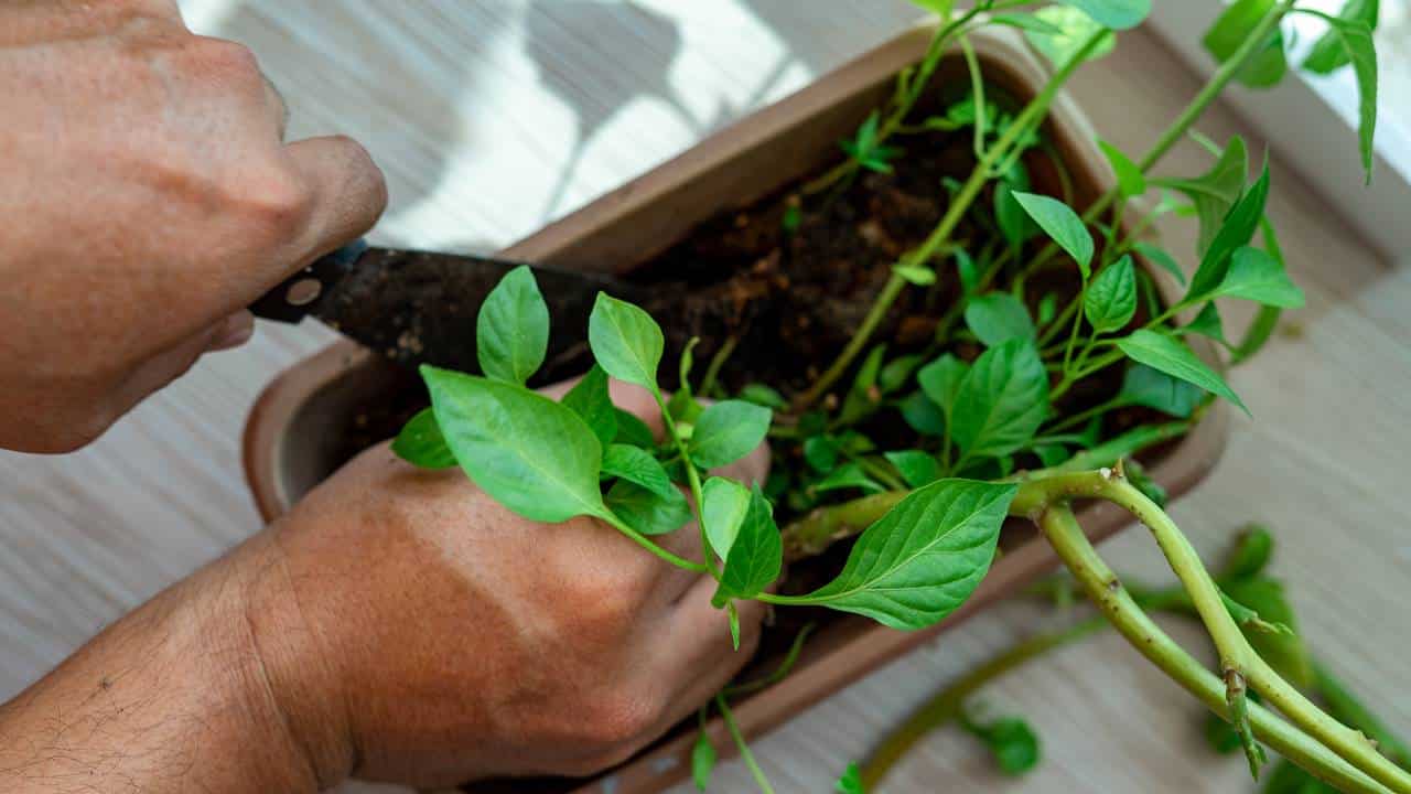suas plantas sempre estarão saudáveis