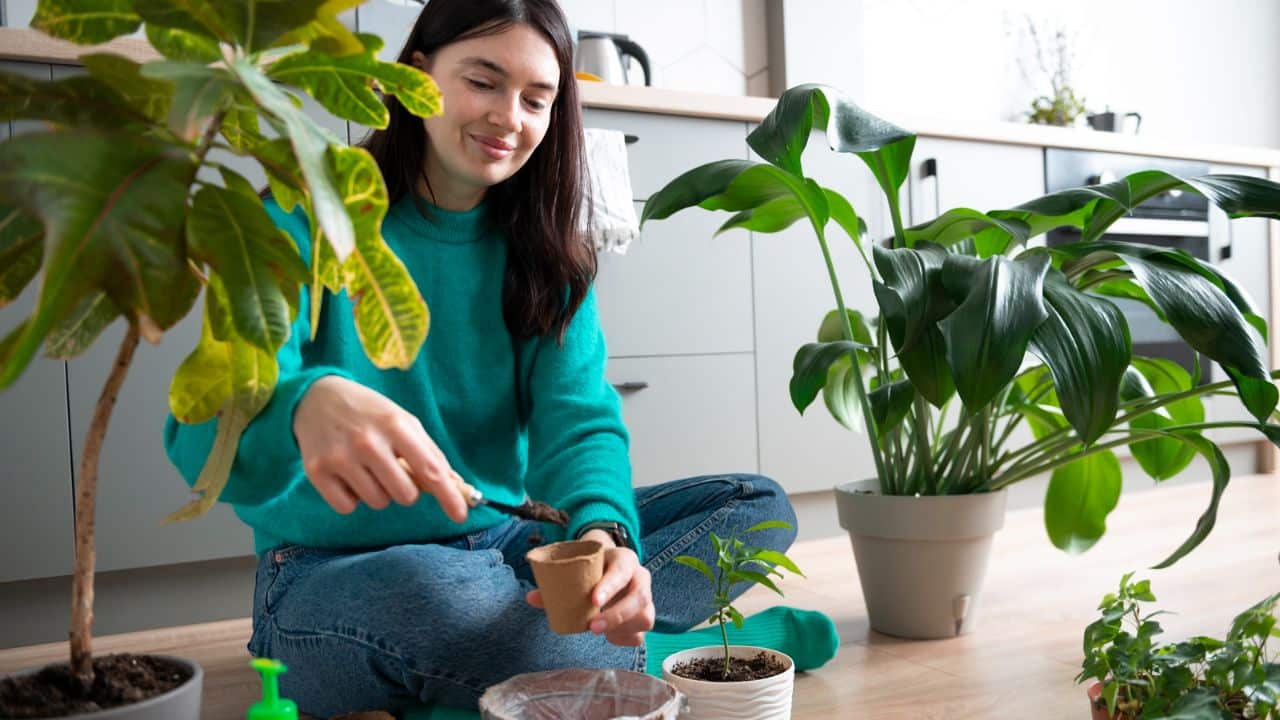 evitar fungos nas plantas