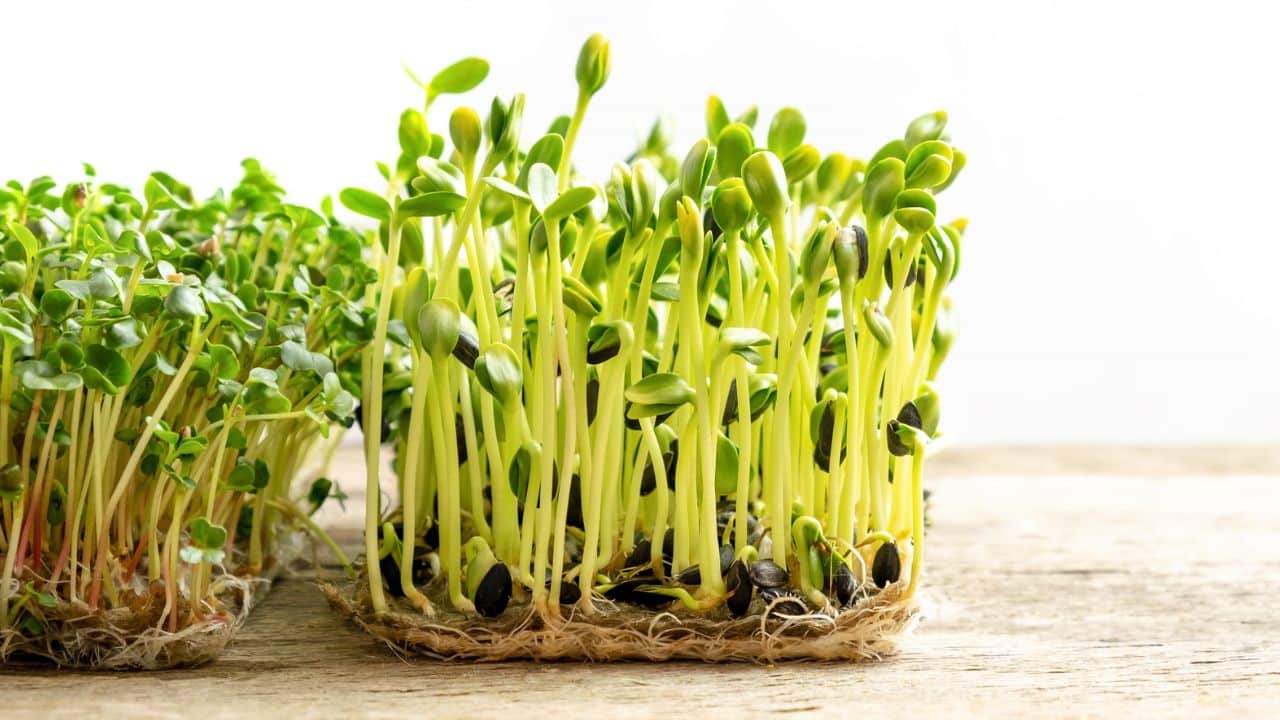 planta que você deve colocar no banheiro