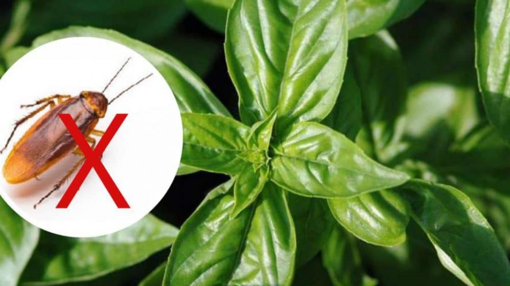 5 plantas que têm o poder de manter as baratas longe da sua casa para sempre
