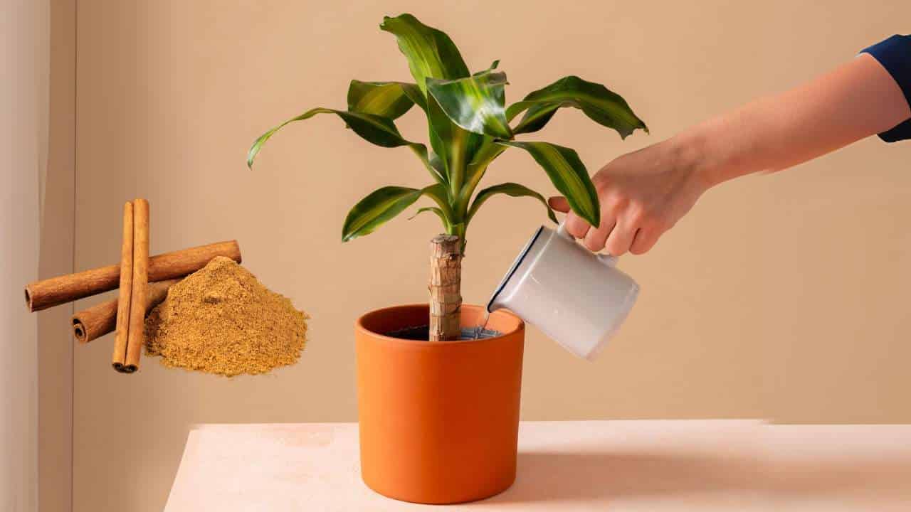 multiplicar todas as suas plantas